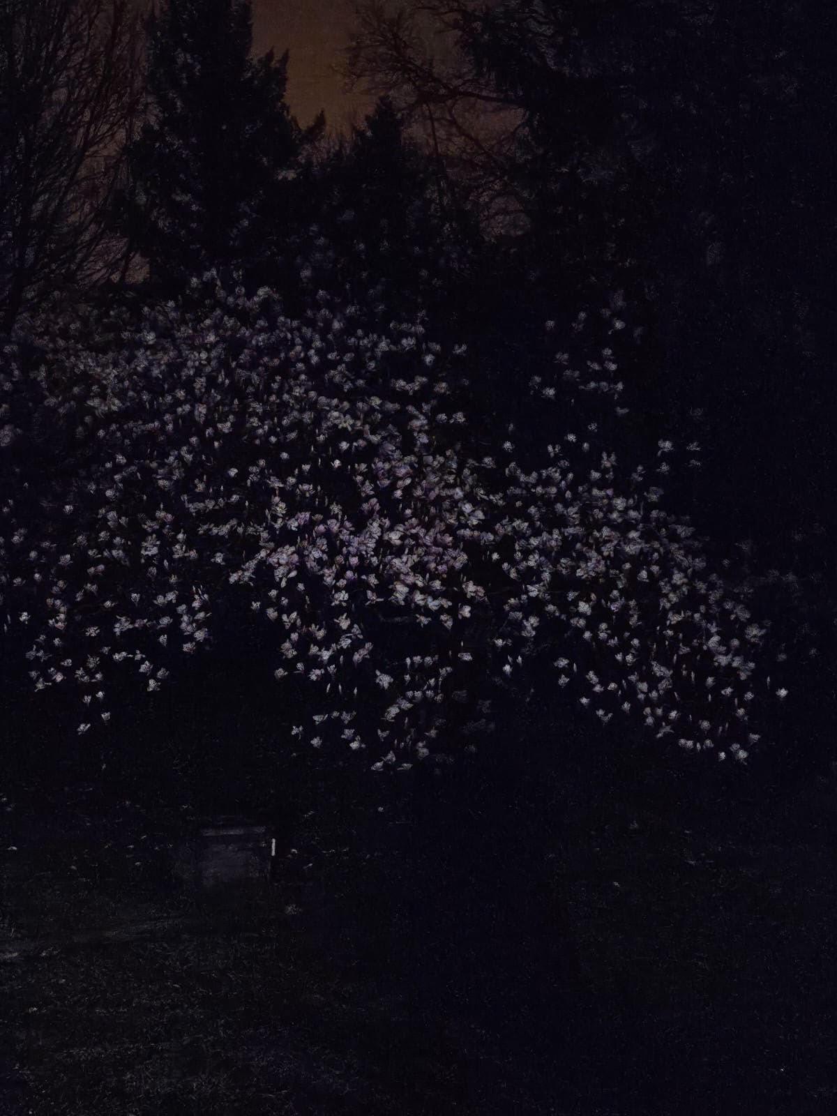 Fleurs-oiseaux